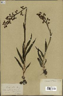spécimen de Orchis alata