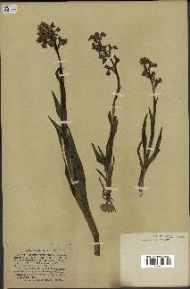 spécimen de Orchis alata