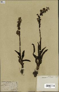 spécimen de Orchis alata