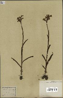spécimen de Orchis alata