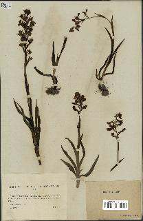 spécimen de Orchis alata