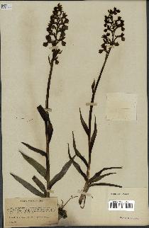 spécimen de Orchis alata