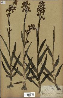 spécimen de Orchis alata