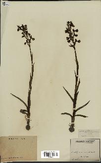 spécimen de Orchis alata