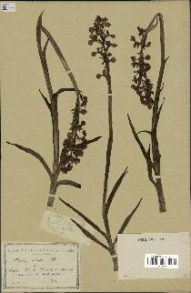 spécimen de Orchis alata