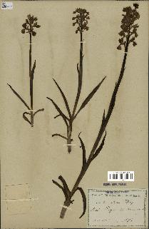 spécimen de Orchis alata