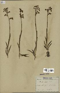 spécimen de Orchis alata
