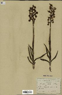 spécimen de Orchis alata
