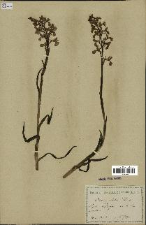 spécimen de Orchis alata