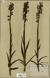 spécimen de Orchis alata