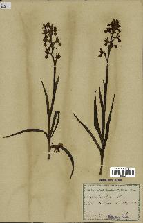 spécimen de Orchis alata