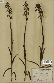 spécimen de Orchis alata