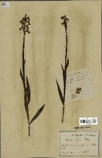 spécimen de Orchis alata