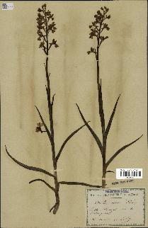 spécimen de Orchis alata