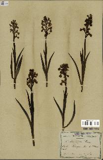 spécimen de Orchis alata