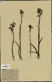 spécimen de Orchis alata
