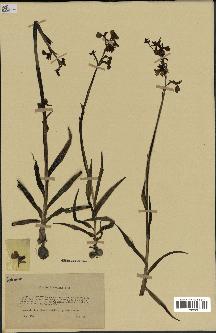 spécimen de Orchis alata