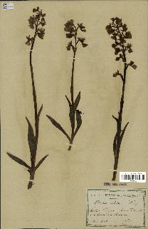 spécimen de Orchis alata