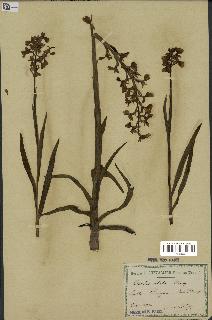 spécimen de Orchis alata