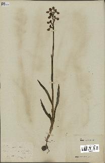 spécimen de Orchis alata