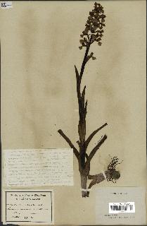 spécimen de Orchis alata
