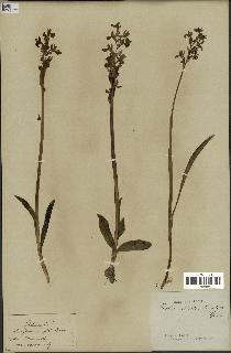 spécimen de Orchis alata