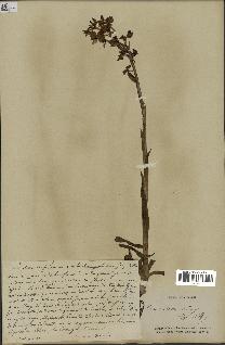 spécimen de Orchis alata