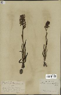 spécimen de Orchis alata