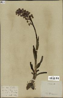 spécimen de Orchis alata