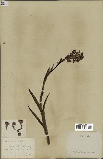 spécimen de Orchis alata
