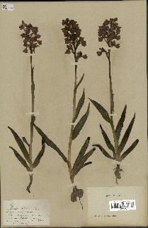 spécimen de Orchis alata