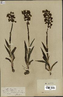 spécimen de Orchis alata
