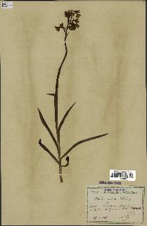 spécimen de Orchis alata