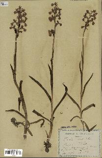 spécimen de Orchis alata