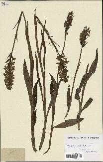 spécimen de Dactylorhiza elata