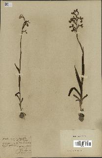spécimen de Orchis alata