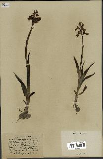 spécimen de Orchis alata