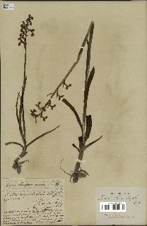 spécimen de Orchis alata