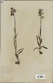 spécimen de Orchis alata