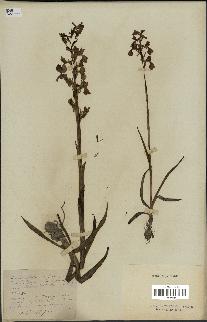 spécimen de Orchis alata