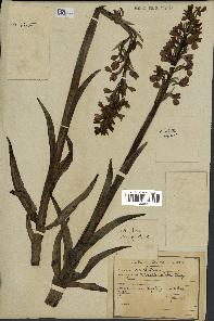 spécimen de Orchis alata