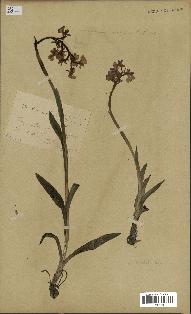 spécimen de Orchis alata