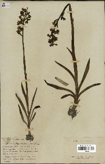spécimen de Orchis alata