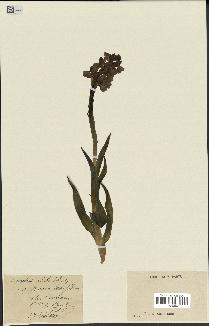 spécimen de Orchis alata