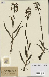 spécimen de Orchis alata