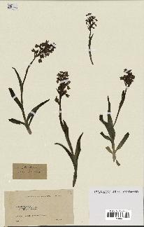 spécimen de Orchis alata