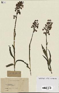 spécimen de Orchis alata