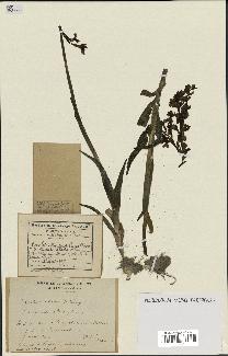 spécimen de Orchis alata