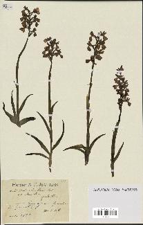 spécimen de Orchis alata