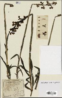spécimen de Orchis alata